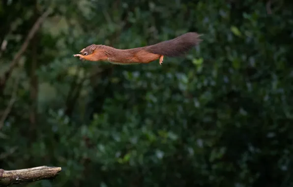 Picture flight, protein, flight, squirrel, Mark Stewart