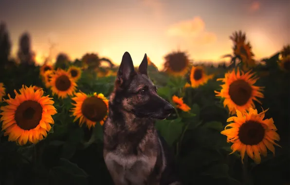 Picture field, sunflowers, dog