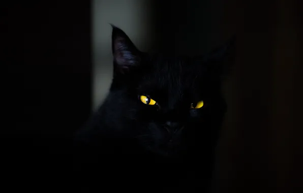 Picture dark, animals, eyes, cat, cats, look, yellow eyes, spooky, black wallpaper, stare, 4k ultra hd …