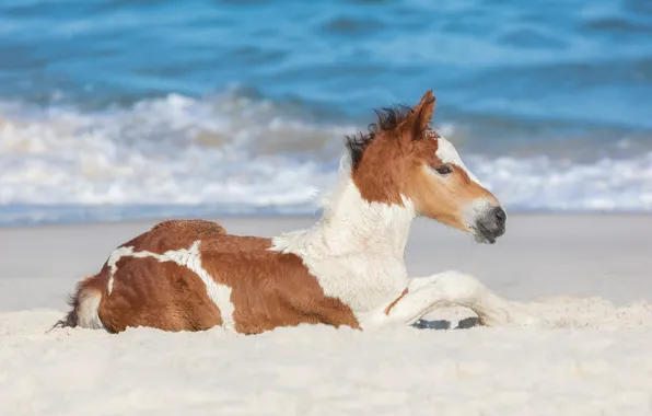 Picture sand, the ocean, horse, foal