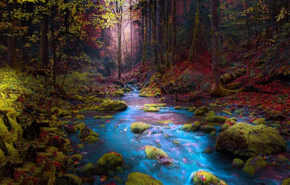 Picture autumn, forest, trees, landscape, mountains, nature, river, stream, stones, moss, Bosnia, Mevludin Sejmenovic