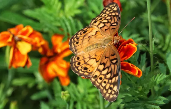 Picture flower, macro, butterfly, Grouse