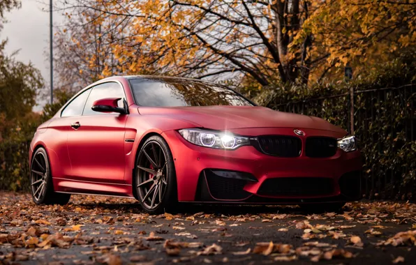 Picture Red, Autumn, F82, Trees, M4