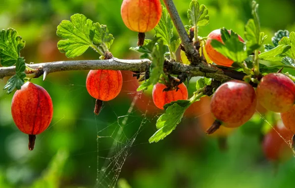 Picture macro, berries, web, branch, gooseberry