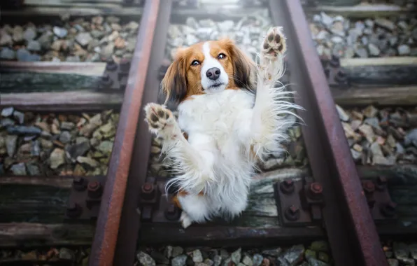 Picture look, face, pose, stones, rails, dog, paws, railroad, red, sleepers, view, stand, kooikerhondje
