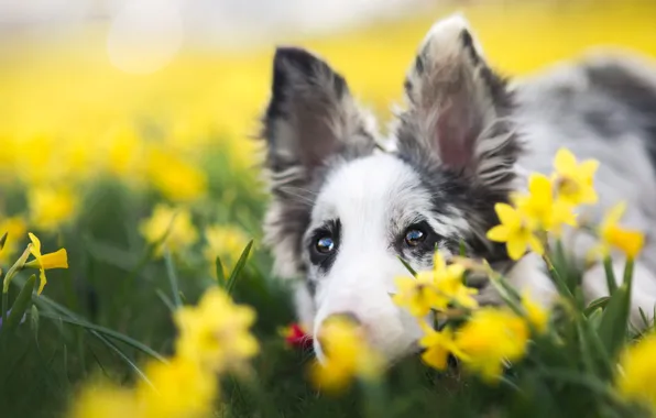 Picture eyes, look, face, flowers, background, portrait, dog, spring, yellow, puppy, ears, daffodils, spotted, Australian shepherd, …