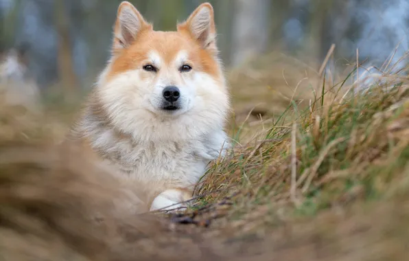 Picture grass, look, face, dog, blur, Icelandic Sheepdog, The Icelandic Sheepdog