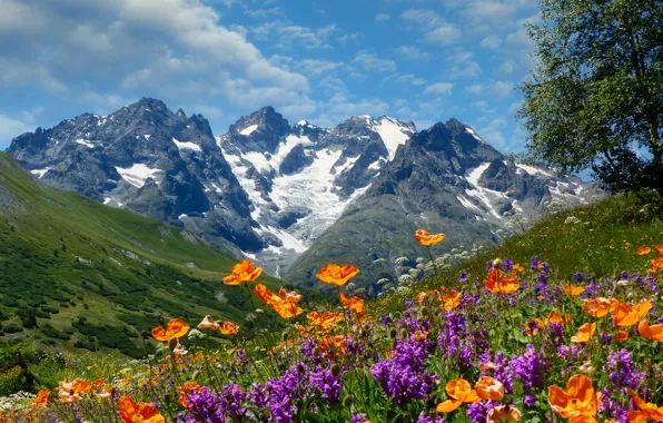 Picture flowers, mountains, Maki, Alps, meadow, France, Dauphiné Alps, Альпы Дофине