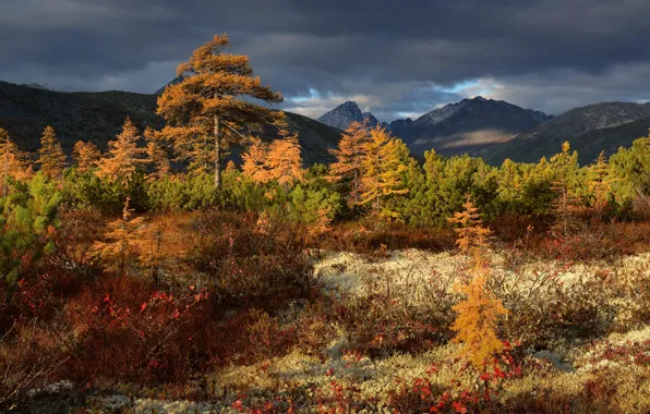 Picture autumn, trees, landscape, mountains, clouds, nature, vegetation, Kolyma, Maxim Evdokimov
