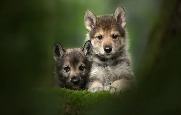 Picture look, puppies, kids, a couple, Duo, bokeh, faces, The tamaskan dog