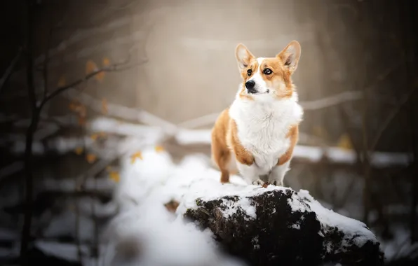 Picture snow, dog, Welsh Corgi