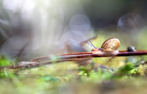 Picture macro, light, nature, sprig, background, snail, bokeh