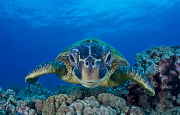 Picture sea, the ocean, green turtle
