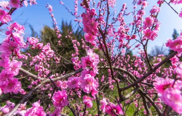 Picture branches, nature, spring, flowering, peach, Krasnodar, Paul Sahaidak