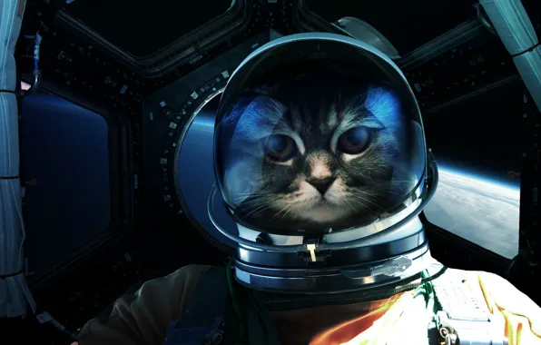 Picture Look, Cat, Space, Cat, Astronaut, Eyes, Face, Astronaut, Art, Art, Fiction, Cat, Eyes, Glance, Cosmos, …