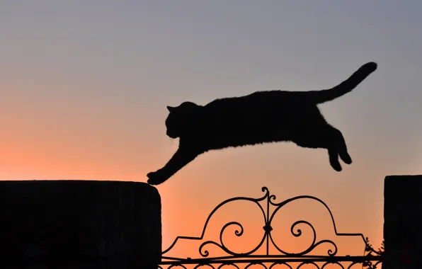 Picture cat, cat, sunset, jump, silhouette