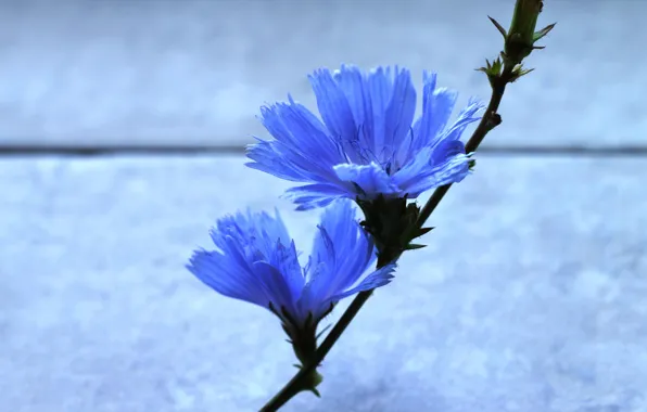 Picture flower, background, Wallpaper, stem, flower, blue color, blue color, two flowers, chicory