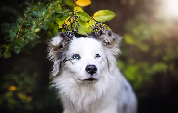 Picture summer, look, face, leaves, nature, berries, background, portrait, dog, branch, white, blue eyes, bokeh, the …