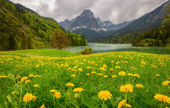 Picture forest, flowers, mountains, lake, meadow, dandelions