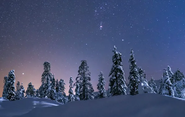 Picture winter, the sky, snow, trees, stars, the snow, starry sky