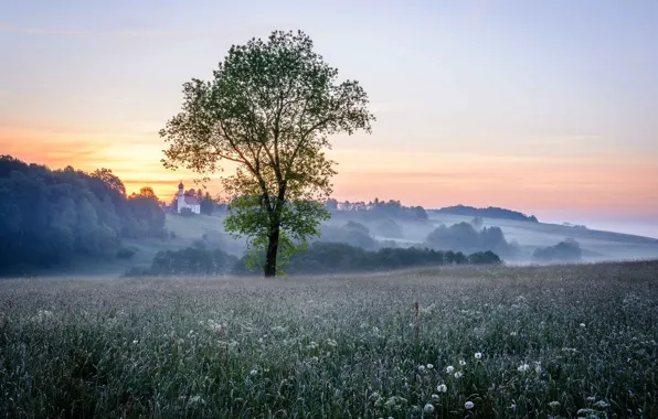 Wallpaper field, fog, tree, morning images for desktop, section природа ...