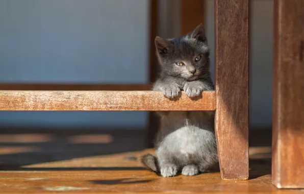 Picture cat, look, light, pose, kitty, grey, background, small, baby, floor, shadows, kitty, stand, furniture legs