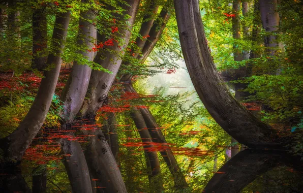 Picture autumn, forest, trees, nature, reflection, river, Jan-Herman Visser