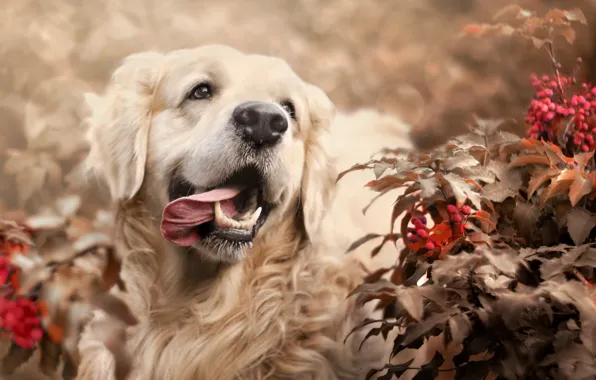 Picture leaves, branches, nature, berries, animal, dog, dog, bokeh, Retriever