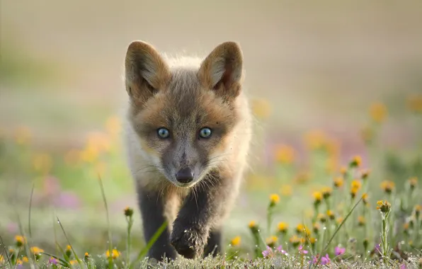 Picture look, flowers, background, Fox, face, Fox