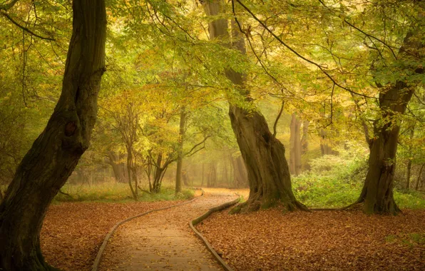 Picture autumn, forest, trees, Park, England, track, path