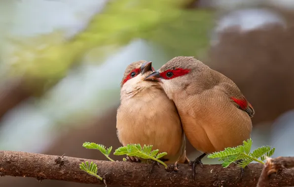 Picture birds, kiss, branch, a couple, Bridle astrild