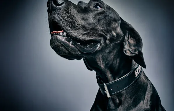 Picture face, background, portrait, dog, collar