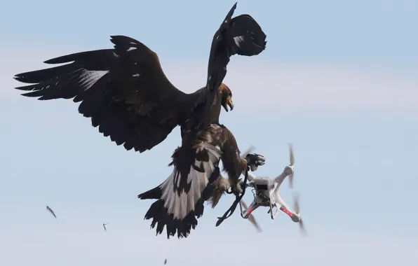 Picture Bird, Feathers, Eagle, Wings, Claws, Drone, DJI Phantom