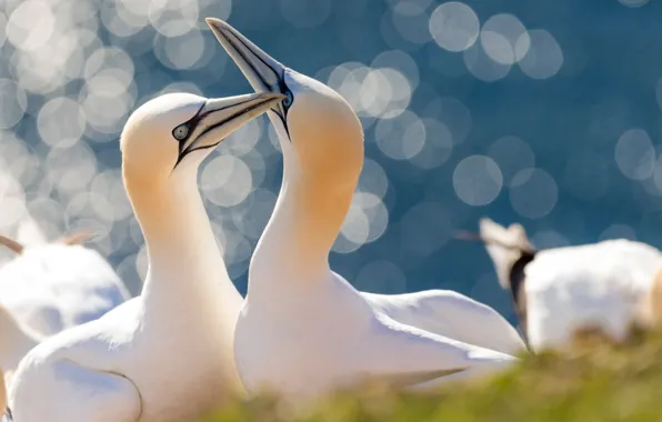 Picture birds, glare, a couple, The Northern Gannet