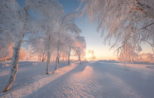 Picture winter, snow, trees, dawn, morning, Russia, Perm Krai, White mountain