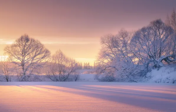 Picture winter, snow, trees, dawn, morning, frost, Роман Мурашов