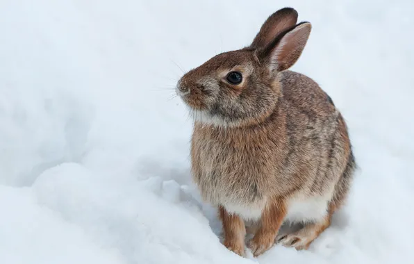 Picture winter, snow, hare, rabbit, Bunny, hare