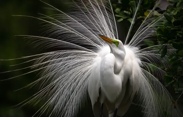 Picture look, leaves, bird, feathers, tail, white, Heron, tail, the tail fan