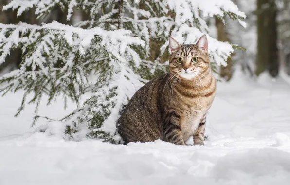 Picture winter, cat, cat, snow, cat, Максим Вышарь