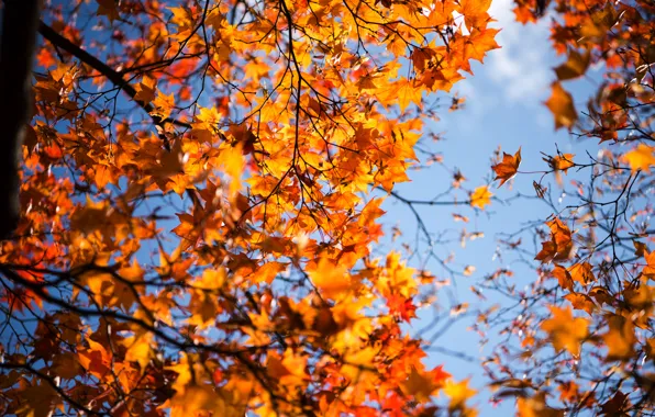 Picture autumn, leaves, tree, yellow, colorful, maple, yellow, autumn, leaves, autumn, maple