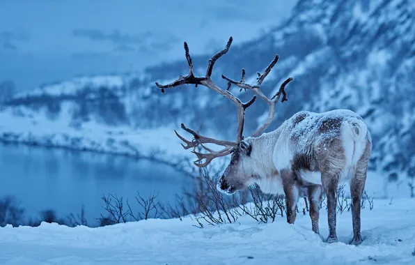Picture winter, snow, deer, horns, Reindeer