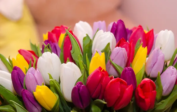 Picture flowers, bouquet, colorful, tulips, flowers, tulips, spring, multicolored