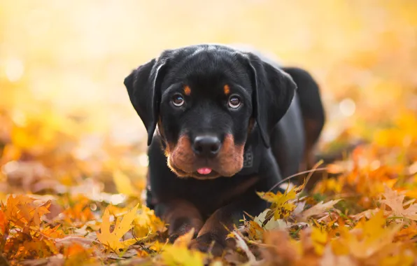 Picture autumn, language, look, face, leaves, yellow, background, foliage, portrait, dog, yellow, baby, puppy, orange, bokeh, …