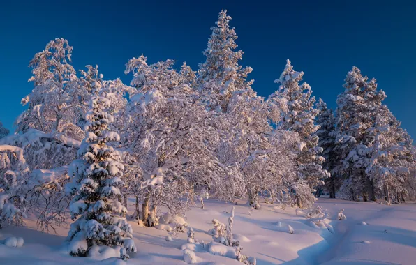Picture winter, forest, snow, trees, ate, the snow, Finland, Finland, Lapland, Lapland