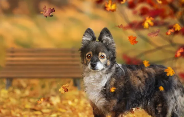 Picture autumn, leaves, background, dog