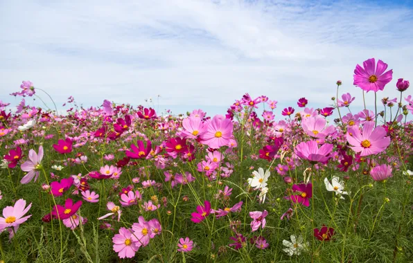 Picture field, summer, the sky, the sun, flowers, summer, pink, field, pink, flowers, cosmos