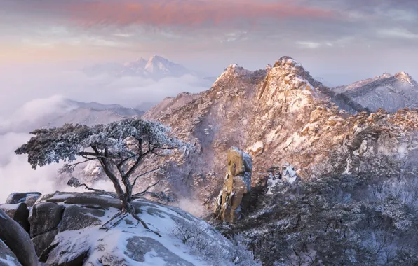 Picture winter, clouds, snow, trees, landscape, mountains, nature, fog, rocks, dawn, morning, pine, Korea, reserve, jae …