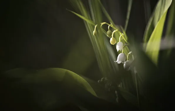Picture leaves, macro, spring, Lily of the valley