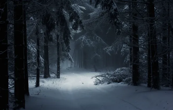Picture dark, forest, trees, winter, snow