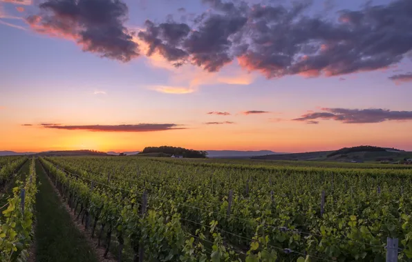 Picture field, sunset, vineyard